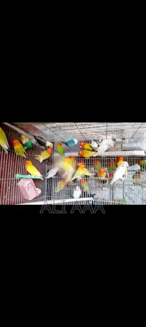 Photo - Pale Fallow Varieties in Green and Blue Color Palette