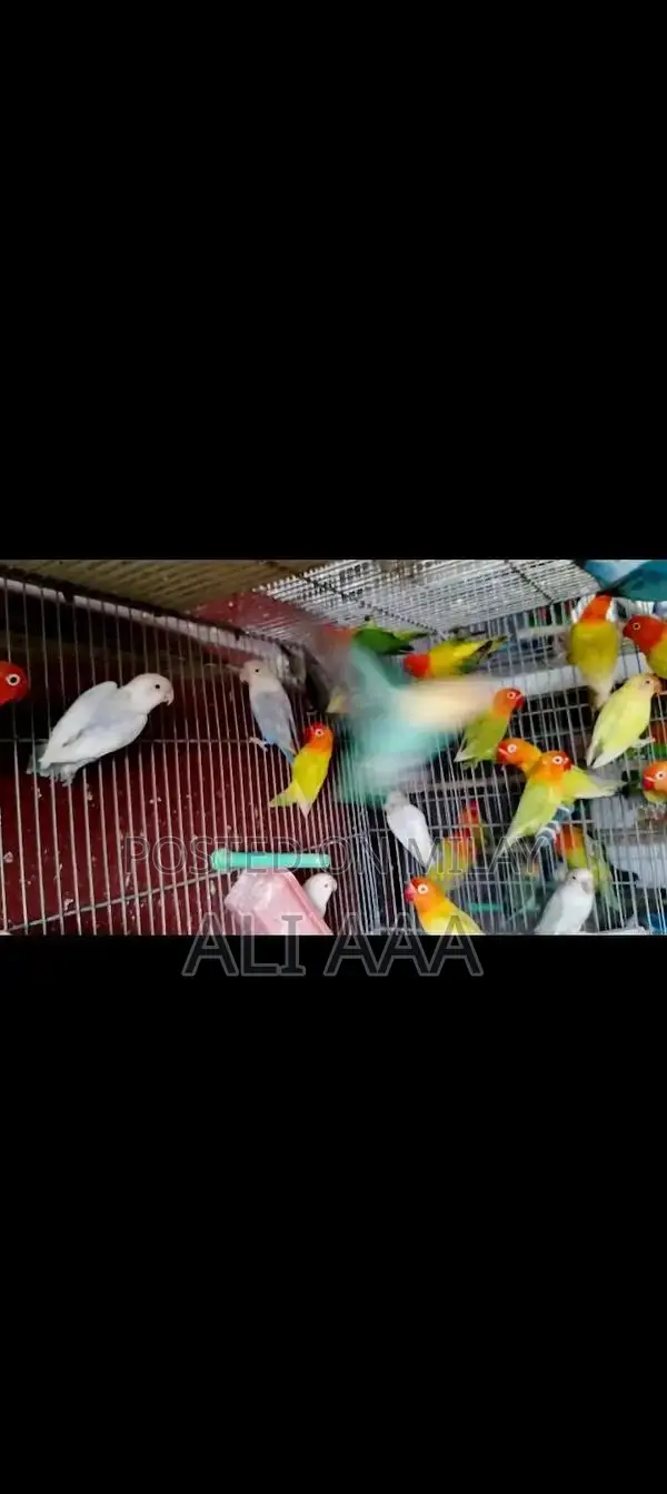 Pale Fallow Varieties in Green and Blue Color Palette