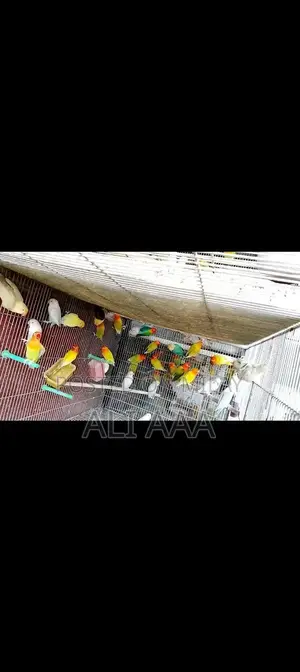 Pale Fallow Varieties in Green and Blue Color Palette