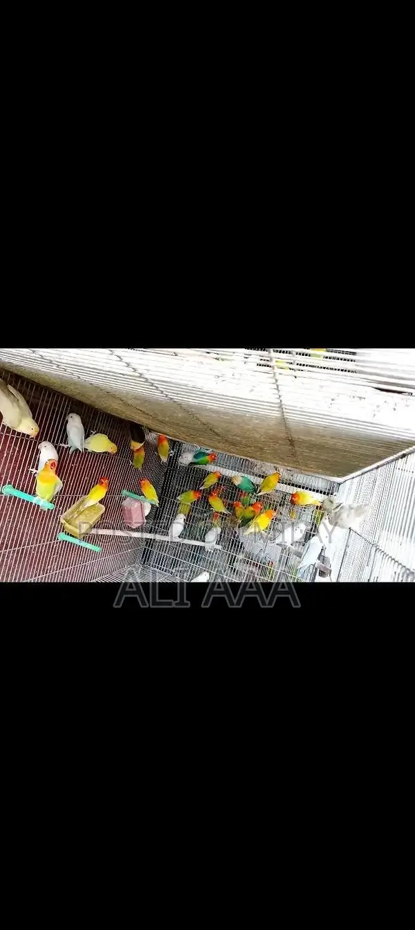 Pale Fallow Varieties in Green and Blue Color Palette