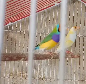 Healthy Finches: Green Blue Male and Yellow Female Breeding Pair