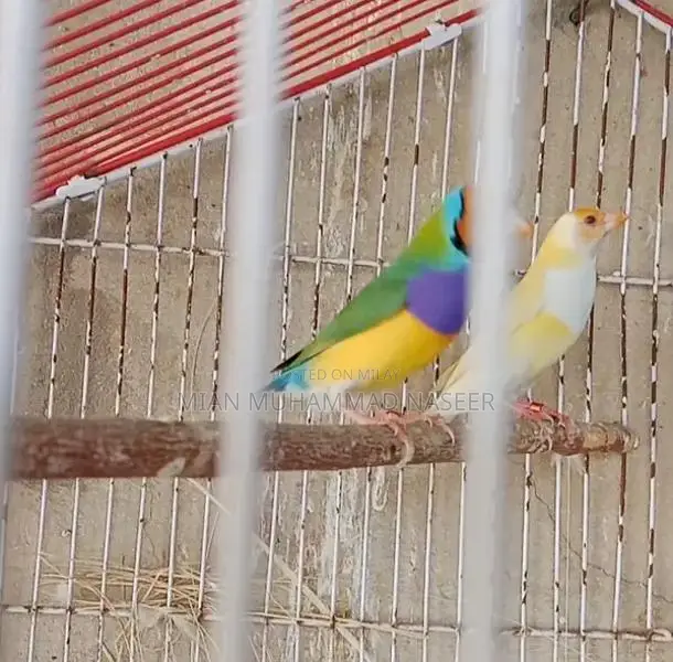Healthy Finches: Green Blue Male and Yellow Female Breeding Pair