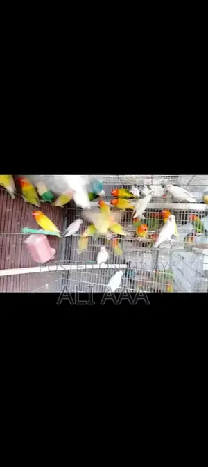 Pale Fallow Varieties in Green and Blue Color Palette