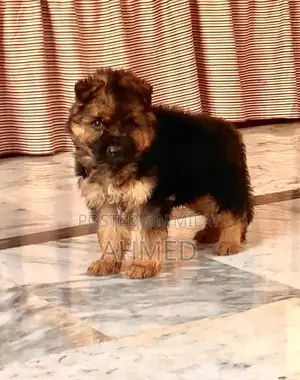 Photo - German Shepherd Dog (GSD) Long Coat Male Puppy