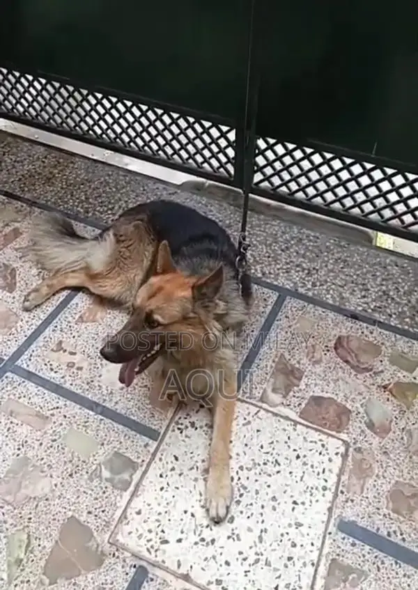 Young German Shepherd Pair - Healthy and Active Puppies