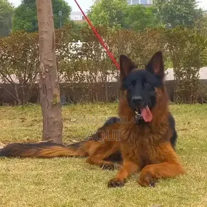 Young German Shepherd Pair - Healthy and Active Puppies