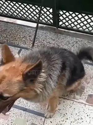 Young German Shepherd Pair - Healthy and Active Puppies