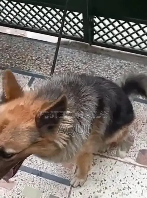 Young German Shepherd Pair - Healthy and Active Puppies