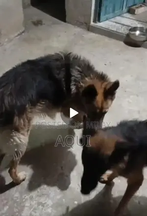 Young German Shepherd Pair - Healthy and Active Puppies