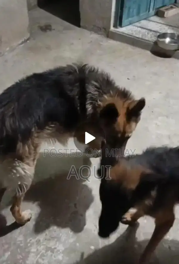 Young German Shepherd Pair - Healthy and Active Puppies