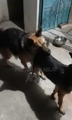 Young German Shepherd Pair - Healthy and Active Puppies