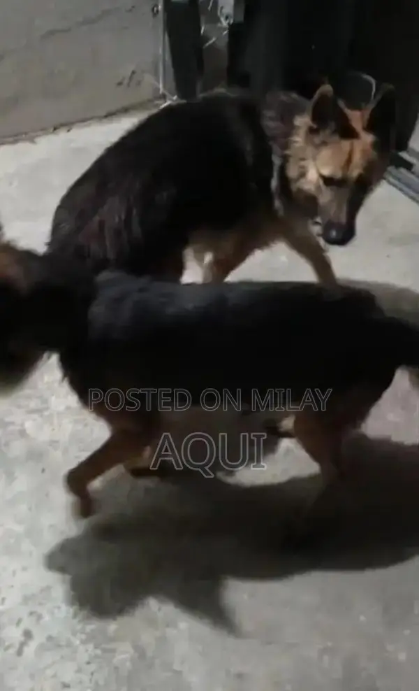 Young German Shepherd Pair - Healthy and Active Puppies