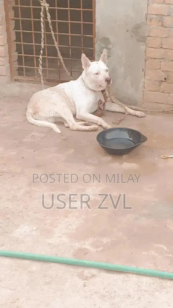 Gulter Dog: Energetic Companion Seeking New Home