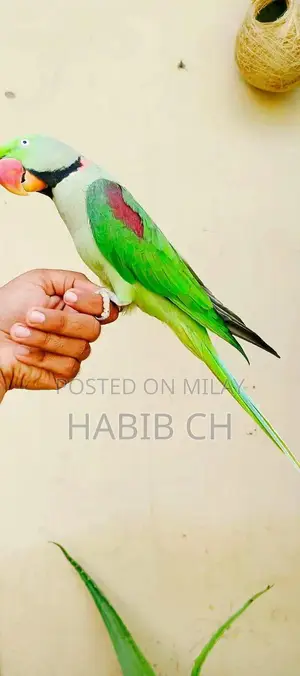 Photo - Periot CCC Garment - Fashion Casual Wear