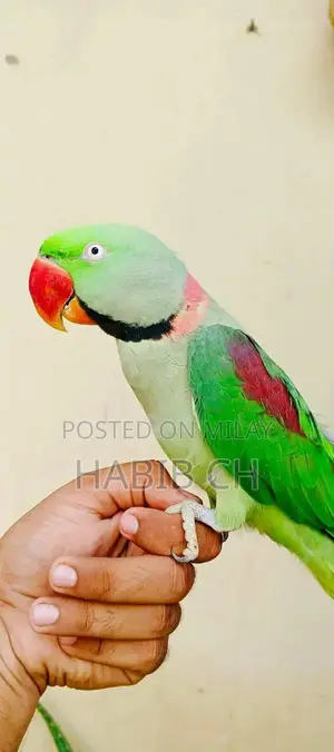 Periot CCC Garment - Fashion Casual Wear