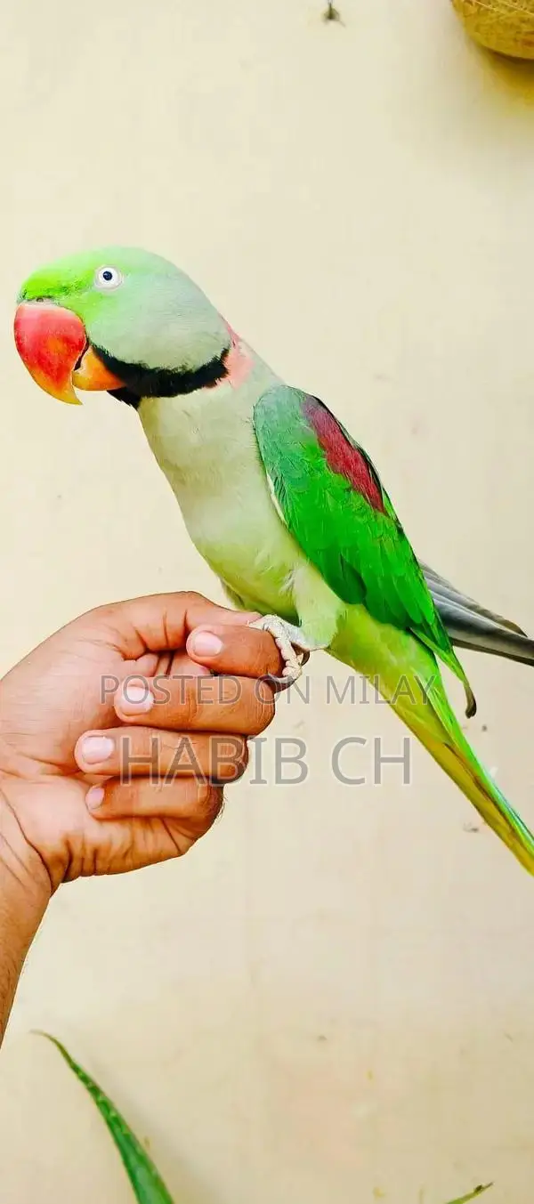 Periot CCC Garment - Fashion Casual Wear