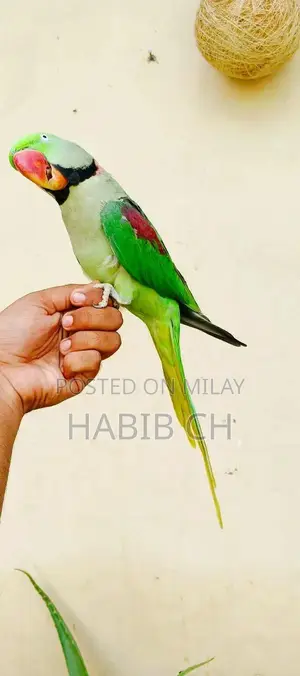 Periot CCC Garment - Fashion Casual Wear