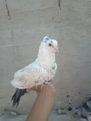 Hand-Tamed Domestic Pigeon with Distinctive Red Eyes