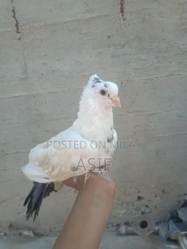 Hand-Tamed Domestic Pigeon with Distinctive Red Eyes