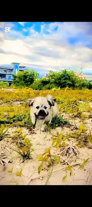 Photo - Shih Tzu Puppy - Long-Haired Companion Dog