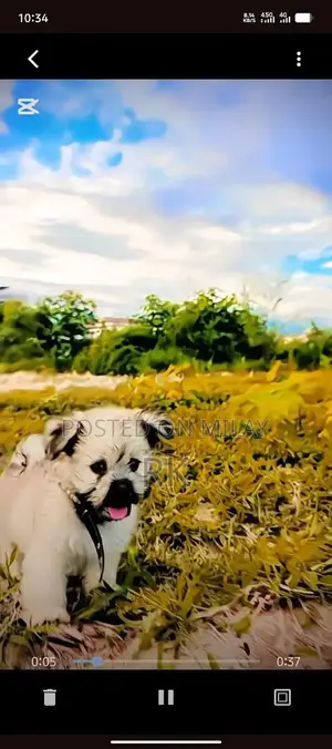 Shih Tzu Puppy - Long-Haired Companion Dog