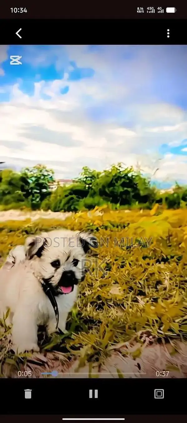 Shih Tzu Puppy - Long-Haired Companion Dog