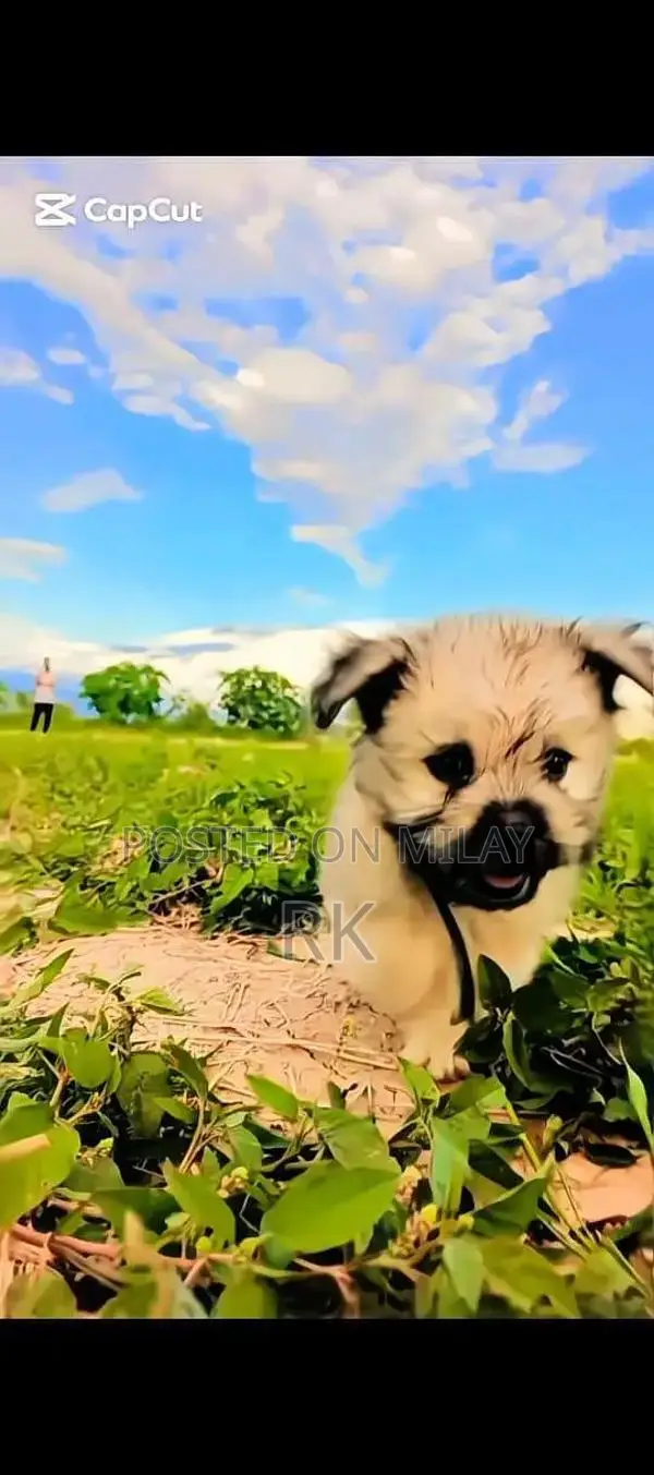 Shih Tzu Puppy - Long-Haired Companion Dog