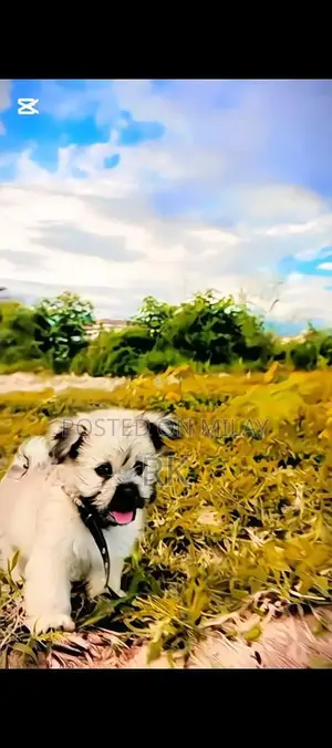 Shih Tzu Puppy - Long-Haired Companion Dog