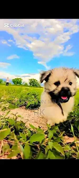 Shih Tzu Puppy - Long-Haired Companion Dog