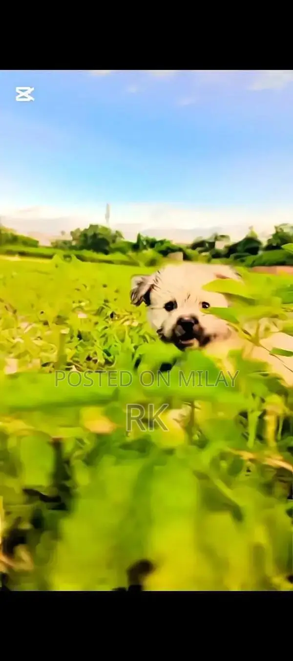 Shih Tzu Puppy - Long-Haired Companion Dog