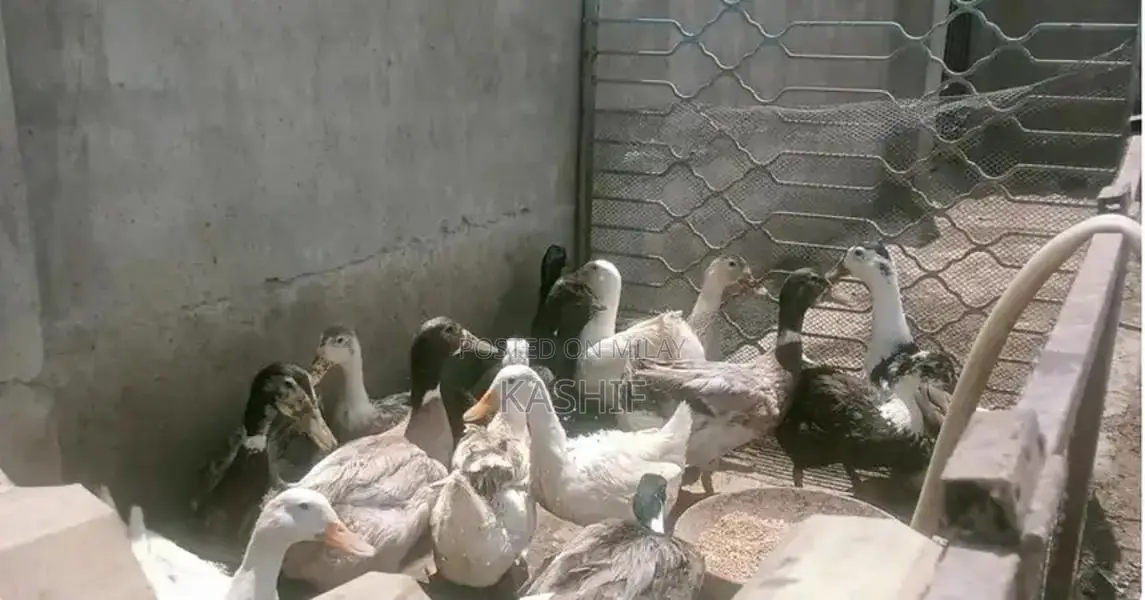 Desi Ducks - Home Bred Egg Laying Poultry