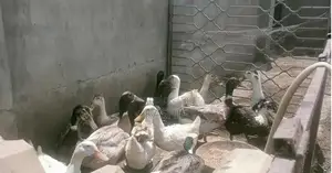 Desi Ducks - Home Bred Egg Laying Poultry