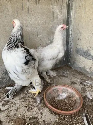 Brahama Chickens - Healthy Male and Female Poultry Pair