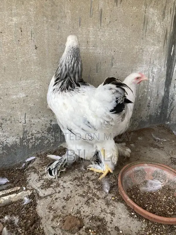 Brahama Chickens - Healthy Male and Female Poultry Pair