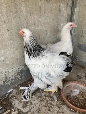 Brahama Chickens - Healthy Male and Female Poultry Pair