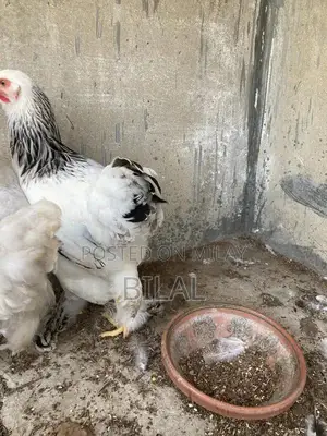 Brahama Chickens - Healthy Male and Female Poultry Pair