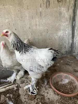 Brahama Chickens - Healthy Male and Female Poultry Pair