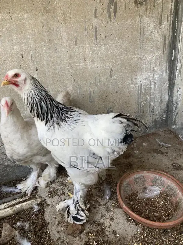 Brahama Chickens - Healthy Male and Female Poultry Pair