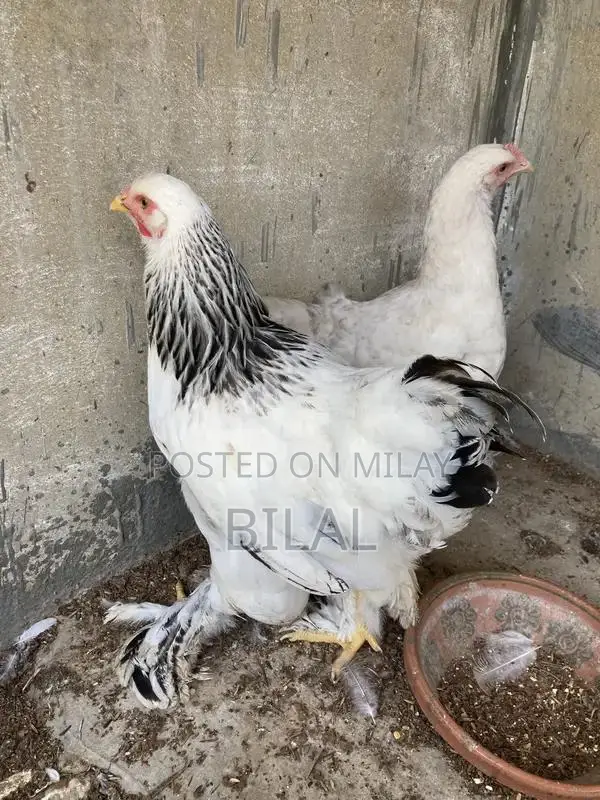 Brahama Chickens - Healthy Male and Female Poultry Pair