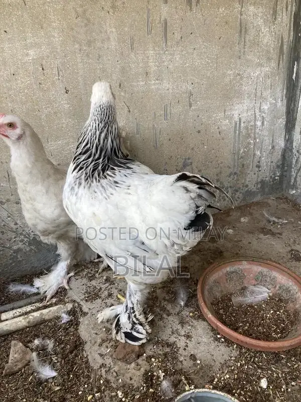 Brahama Chickens - Healthy Male and Female Poultry Pair