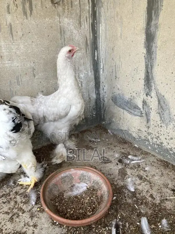 Brahama Chickens - Healthy Male and Female Poultry Pair