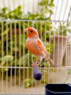 Imported Male Canary Singer - High-Quality Songbird