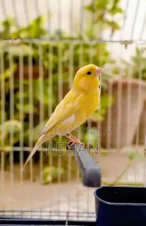 Imported Male Canary Singer - High-Quality Songbird