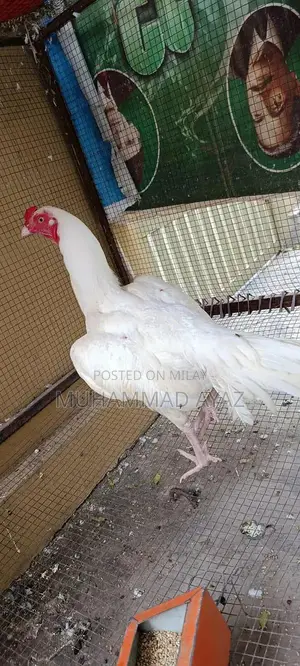 Aseel Chicken Breeding Pair - Healthy Active Poultry Stock