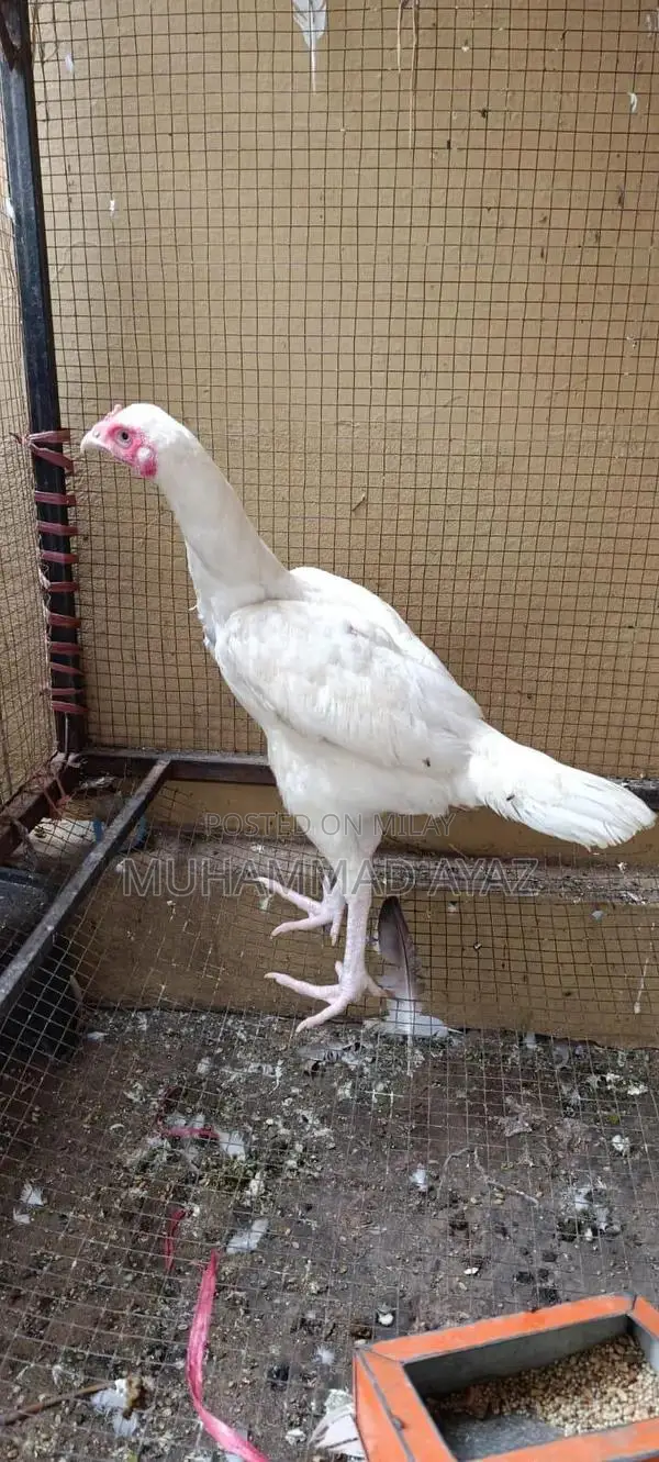 Aseel Chicken Breeding Pair - Healthy Active Poultry Stock