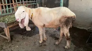 Young, Healthy Bakra Goat for Sale - Strong and Active