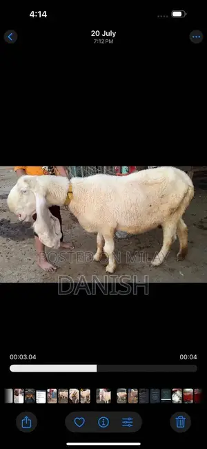 Young, Healthy Bakra Goat for Sale - Strong and Active