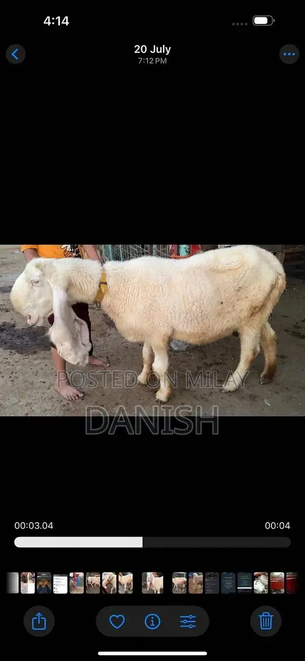 Young, Healthy Bakra Goat for Sale - Strong and Active