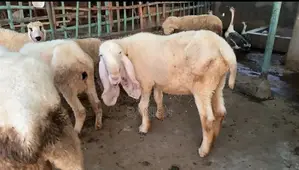 Young, Healthy Bakra Goat for Sale - Strong and Active