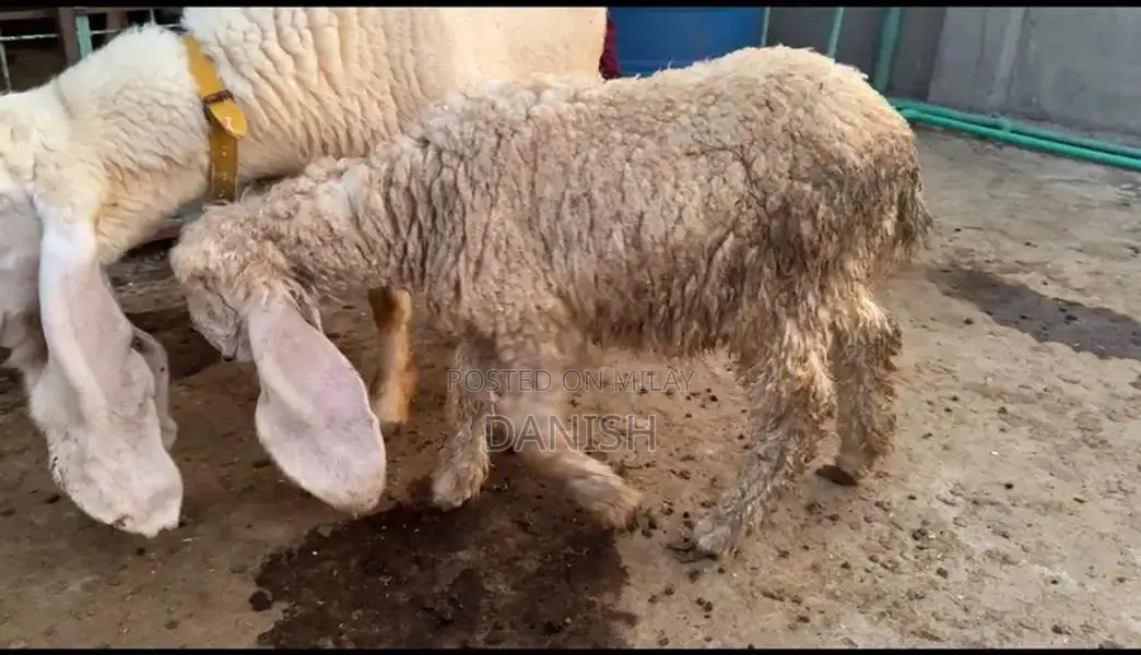 Young, Healthy Bakra Goat for Sale - Strong and Active